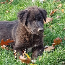 SHIRA, Hund, Mischlingshund in Rumänien - Bild 5