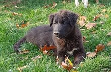 SHIRA, Hund, Mischlingshund in Rumänien - Bild 6