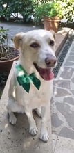 SASHA, Hund, Mischlingshund in Italien - Bild 7