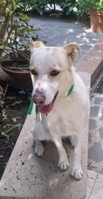 SASHA, Hund, Mischlingshund in Italien - Bild 8