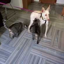 RAYA, Hund, Podenco-Mix in Spanien - Bild 10