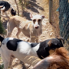 RAYA, Hund, Podenco-Mix in Spanien - Bild 14