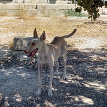 RAYA, Hund, Podenco-Mix in Spanien - Bild 15