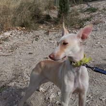 RAYA, Hund, Podenco-Mix in Spanien - Bild 2
