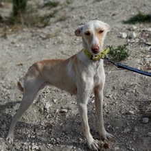 RAYA, Hund, Podenco-Mix in Spanien - Bild 3