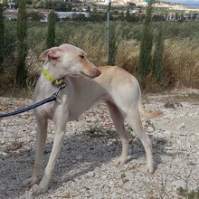 RAYA, Hund, Podenco-Mix in Spanien - Bild 5