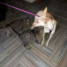 RAYA, Hund, Podenco-Mix in Spanien - Bild 9