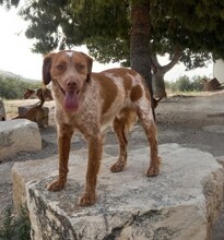 DONAL, Hund, Kleiner Münsterländer in Spanien - Bild 1