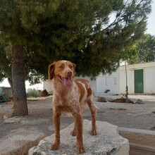 DONAL, Hund, Kleiner Münsterländer in Spanien - Bild 2