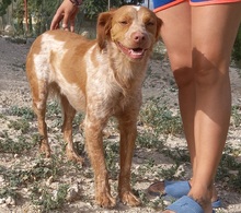 DONAL, Hund, Kleiner Münsterländer in Spanien - Bild 3