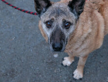 TINKO, Hund, Mischlingshund in Bulgarien - Bild 2