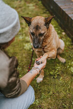 TINKO, Hund, Mischlingshund in Bulgarien - Bild 4