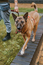 TINKO, Hund, Mischlingshund in Bulgarien - Bild 5