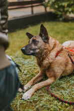 TINKO, Hund, Mischlingshund in Bulgarien - Bild 6