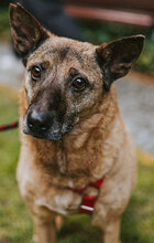 TINKO, Hund, Mischlingshund in Berlin - Bild 1