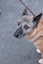 TINKO, Hund, Mischlingshund in Berlin - Bild 3