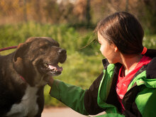 DRAGO, Hund, Mischlingshund in Bulgarien - Bild 1