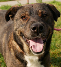 DRAGO, Hund, Mischlingshund in Bulgarien - Bild 2