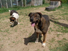 DRAGO, Hund, Mischlingshund in Bulgarien - Bild 3