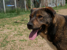 DRAGO, Hund, Mischlingshund in Bulgarien - Bild 4