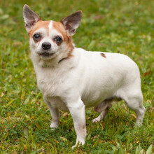 OPI RONNY, Hund, Chihuahua in Lauf - Bild 1