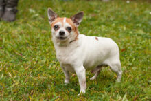 OPI RONNY, Hund, Chihuahua in Lauf - Bild 2