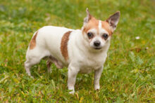 OPI RONNY, Hund, Chihuahua in Lauf - Bild 3