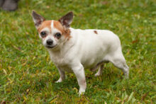 OPI RONNY, Hund, Chihuahua in Lauf - Bild 4