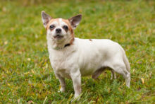 OPI RONNY, Hund, Chihuahua in Lauf - Bild 5