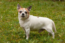 OPI RONNY, Hund, Chihuahua in Lauf - Bild 7