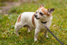 OPI RONNY, Hund, Chihuahua in Lauf - Bild 8