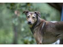 JYOTI, Hund, Mischlingshund in Weimar - Bild 1