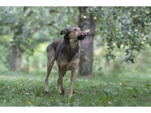 JYOTI, Hund, Mischlingshund in Weimar - Bild 10