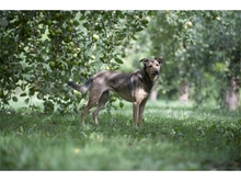 JYOTI, Hund, Mischlingshund in Weimar - Bild 11