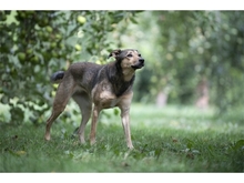 JYOTI, Hund, Mischlingshund in Weimar - Bild 14