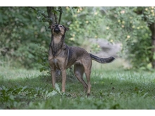 JYOTI, Hund, Mischlingshund in Weimar - Bild 15