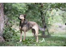 JYOTI, Hund, Mischlingshund in Weimar - Bild 3