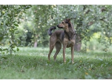 JYOTI, Hund, Mischlingshund in Weimar - Bild 7