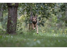 JYOTI, Hund, Mischlingshund in Weimar - Bild 8