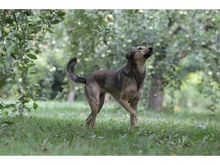 JYOTI, Hund, Mischlingshund in Weimar - Bild 9
