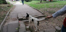 LILIBEL, Hund, Mischlingshund in Bulgarien - Bild 3