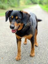 LUISY54, Hund, Mischlingshund in Slowakische Republik - Bild 2