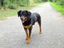 LUISY54, Hund, Mischlingshund in Slowakische Republik - Bild 4