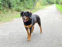 LUISY54, Hund, Mischlingshund in Slowakische Republik - Bild 5