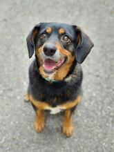 LUISY54, Hund, Mischlingshund in Slowakische Republik - Bild 6