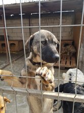 MURPHY, Hund, Mischlingshund in Rumänien