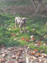 MURPHY, Hund, Mischlingshund in Rumänien - Bild 10