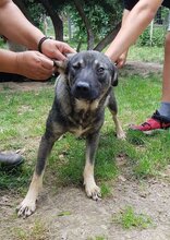 MURPHY, Hund, Mischlingshund in Rumänien - Bild 2