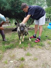 MURPHY, Hund, Mischlingshund in Rumänien - Bild 4