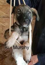 MURPHY, Hund, Mischlingshund in Rumänien - Bild 8